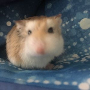 Meet your Posher, Michelle